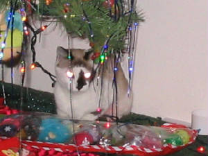 christmaswithbrittany043.jpg