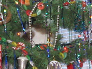 christmaswithbrittany059.jpg